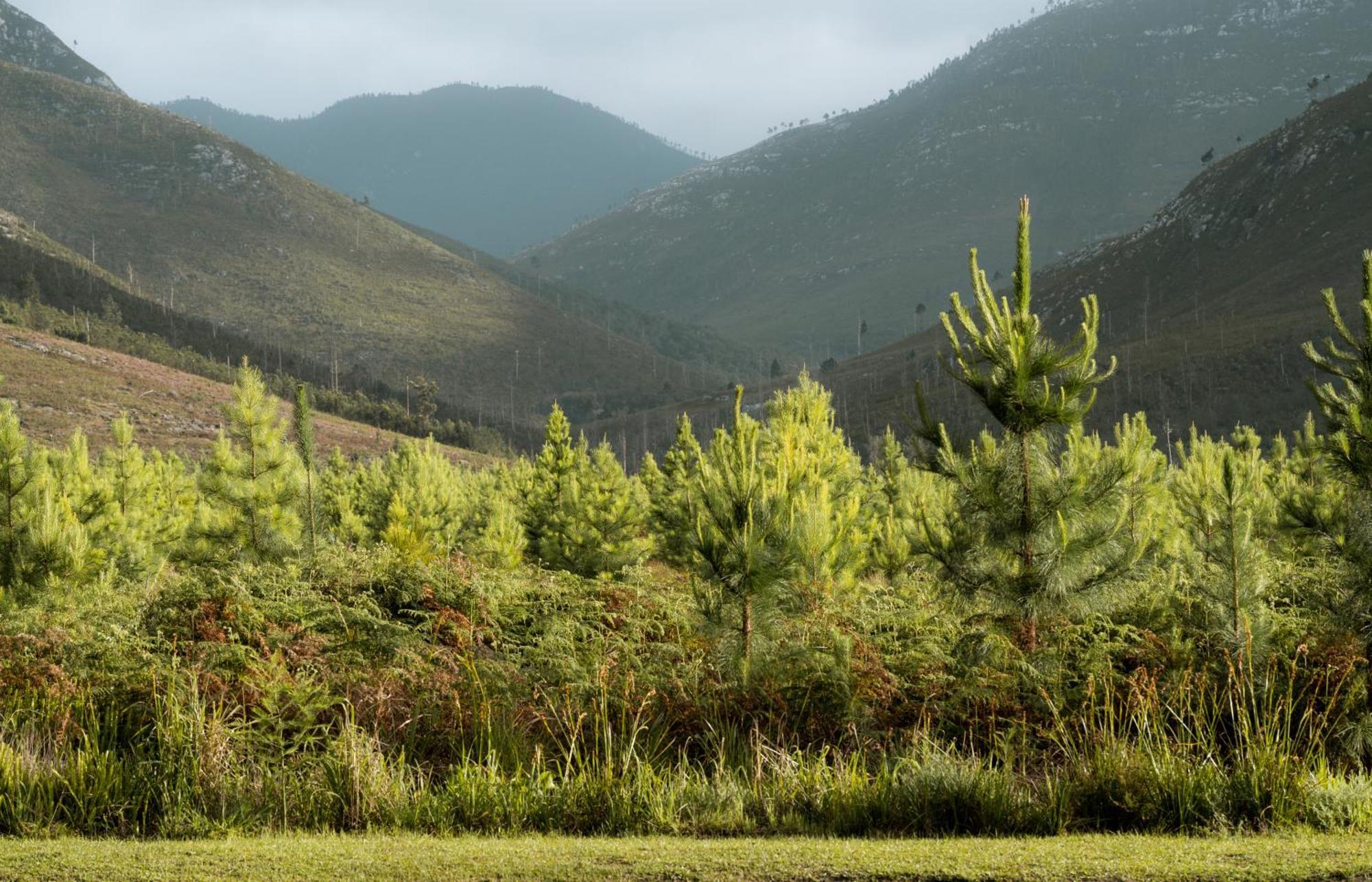Tsitsikamma Lodge & Spa Stormsrivier Luaran gambar
